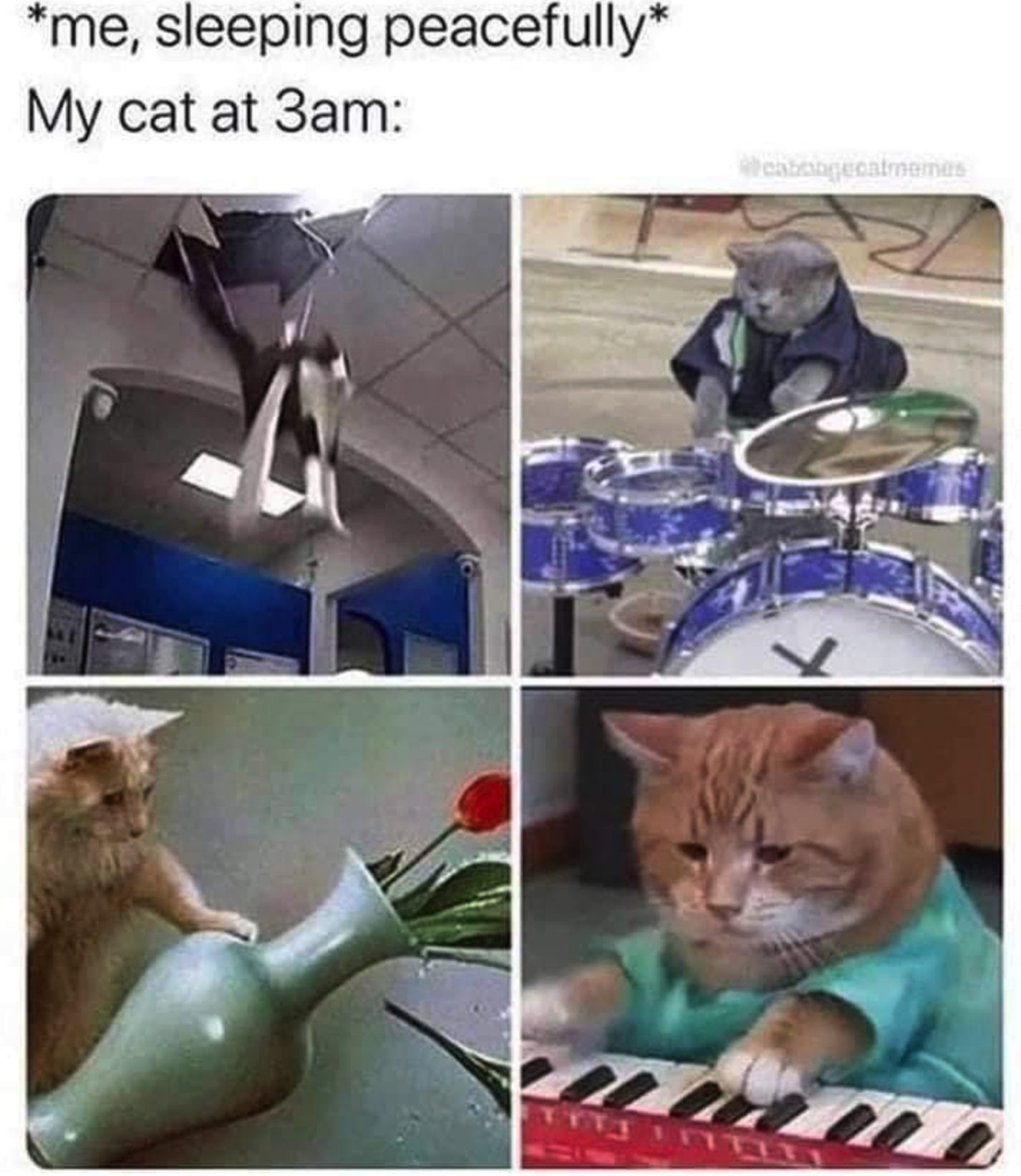 Chaotic Meh meme titled “My Cat at 3AM.”