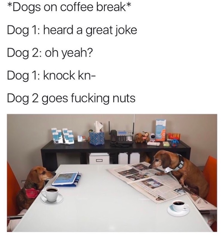 Chaotic Meh meme titled “Dogs on Coffee Break.”