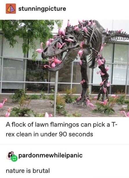 Chaotic Meh meme titled “Lawn Flamingos Pick T-Rex Clean.”