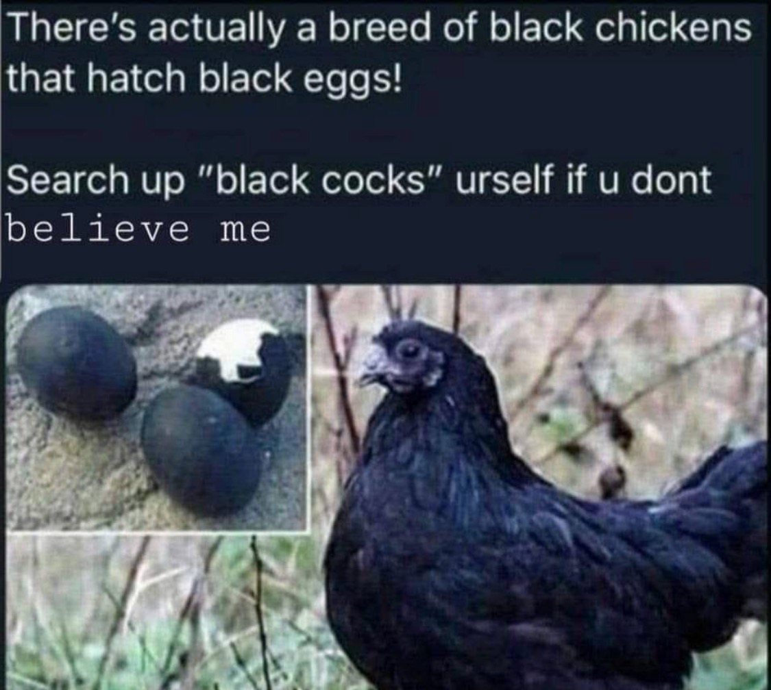 Chaotic Meh meme titled “There’s Actually a Breed of Black Chickens That Hatch Black Eggs.”