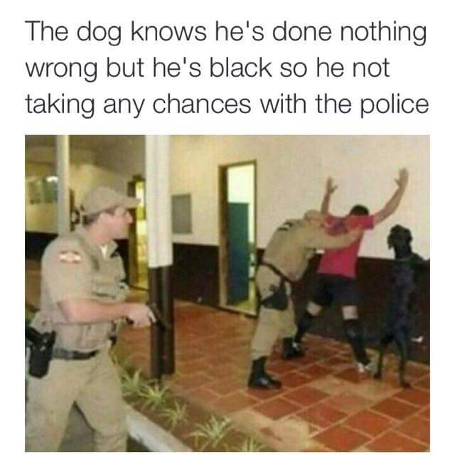 Chaotic Meh meme titled “Dog Not Taking Chances.”