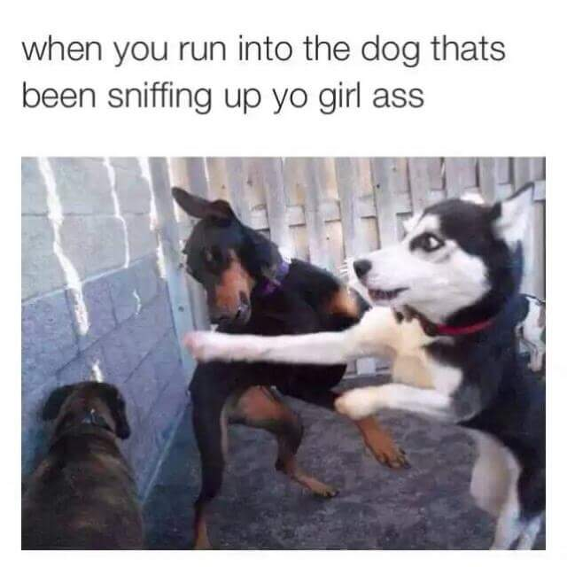 Chaotic Meh meme titled “Dog Sniffing Girl.”