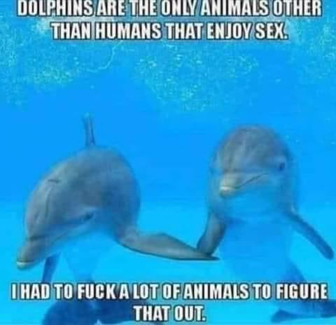 Chaotic Meh meme titled “Dolphins Are the Only Animals Other Than Humans That Enjoy Sex.”