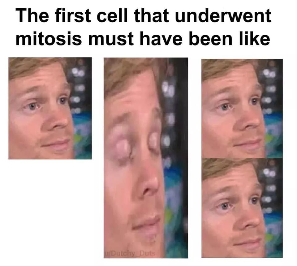 Chaotic Meh meme titled “First Cell Mitosis.”