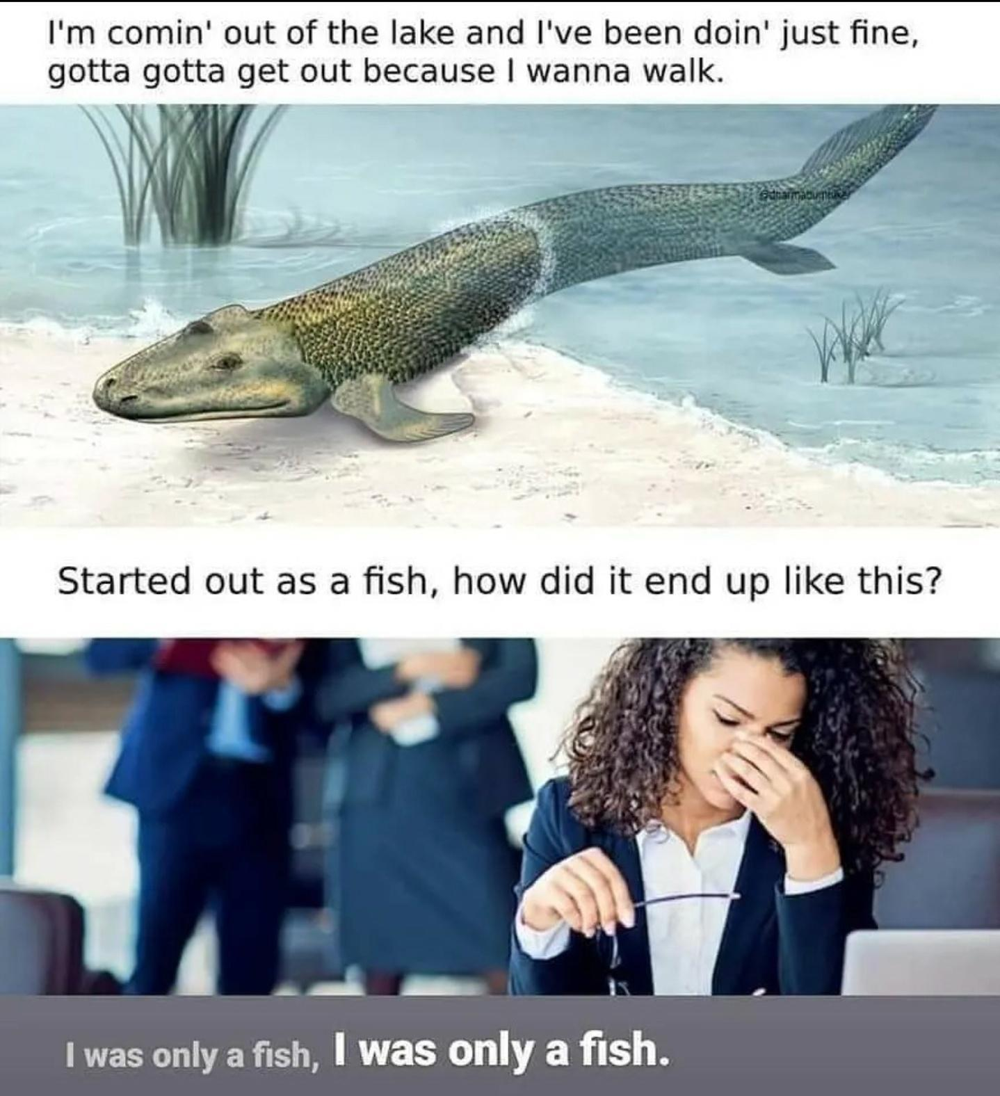 Chaotic Meh meme titled “Fish Mr Brightside.”