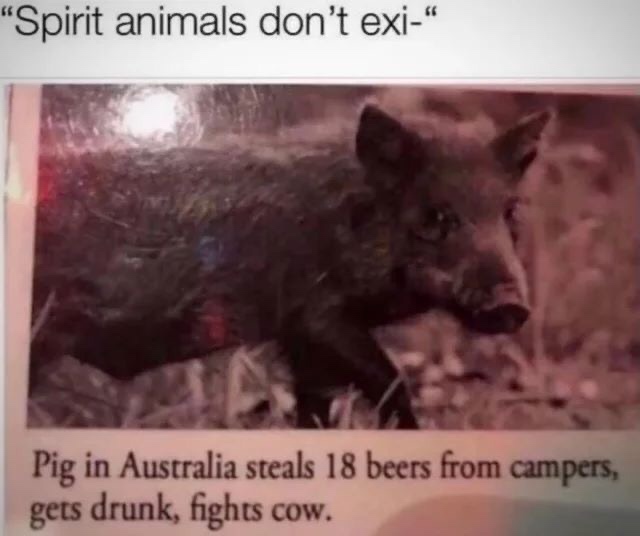 Chaotic Meh meme titled “Pig in Australia Steals 18 Beers, Gets Drunk, Fights Cow.”