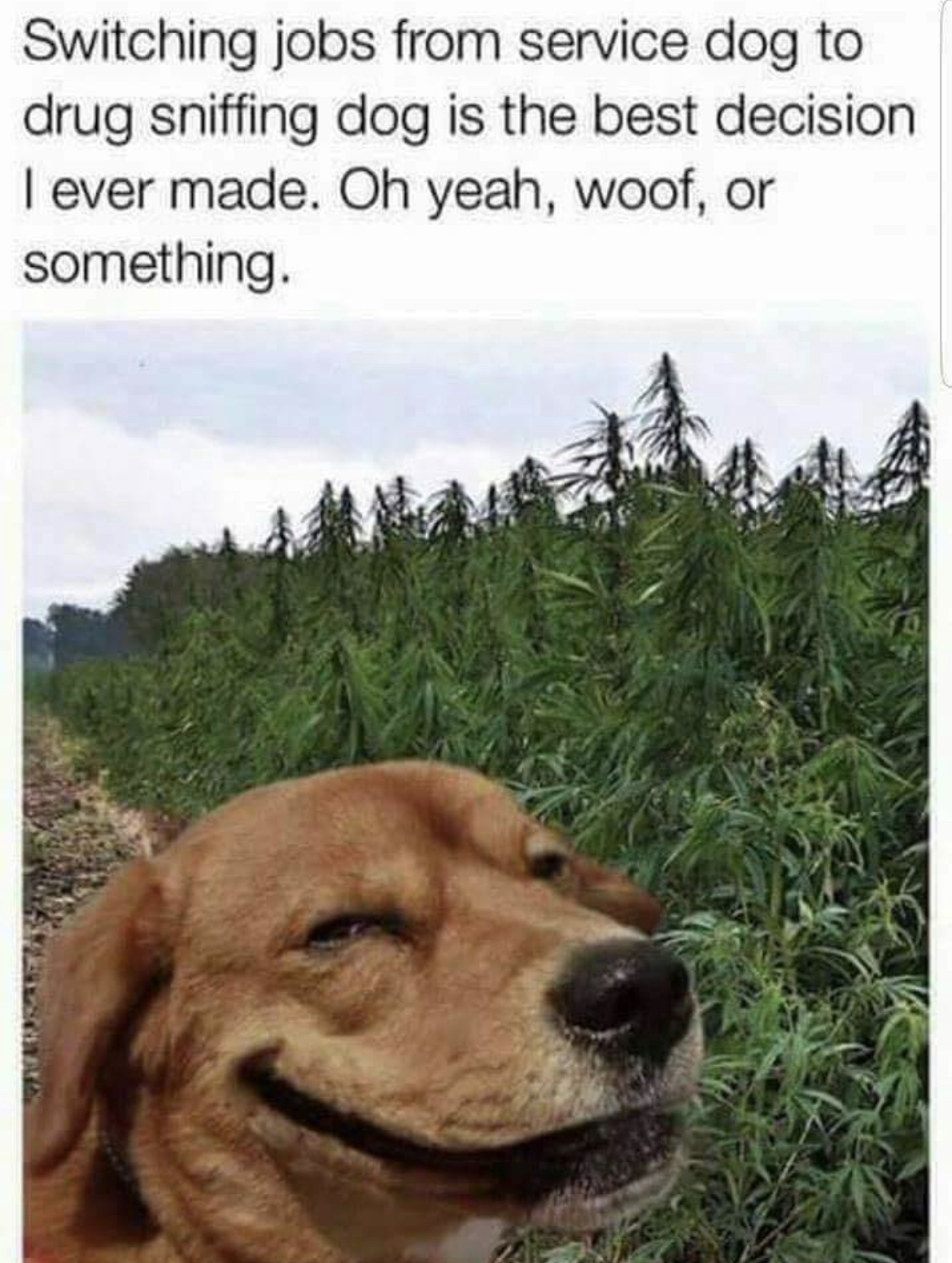 Chaotic Meh meme titled “Service Dog Drug Dog.”