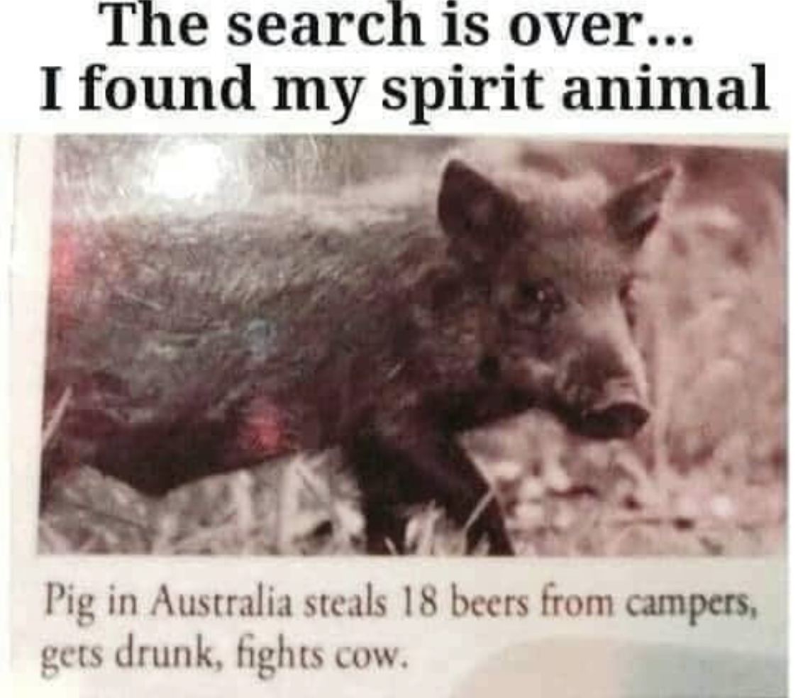 Chaotic Meh meme titled “Spirit Animal Pig.”