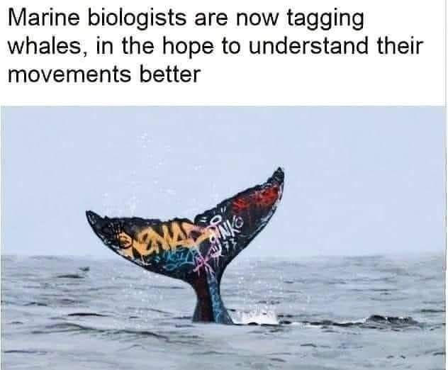 Chaotic Meh meme titled “Tagging Whales.”