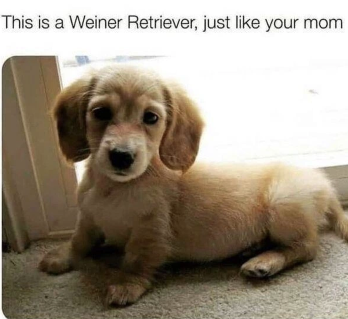 Chaotic Meh meme titled “Weiner Retriever.”