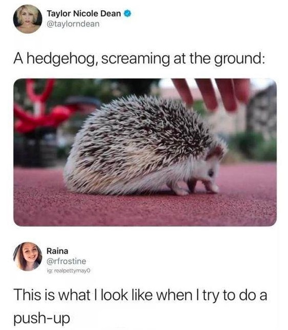Chaotic Meh meme titled “Hedgehog Screaming At The Ground.”