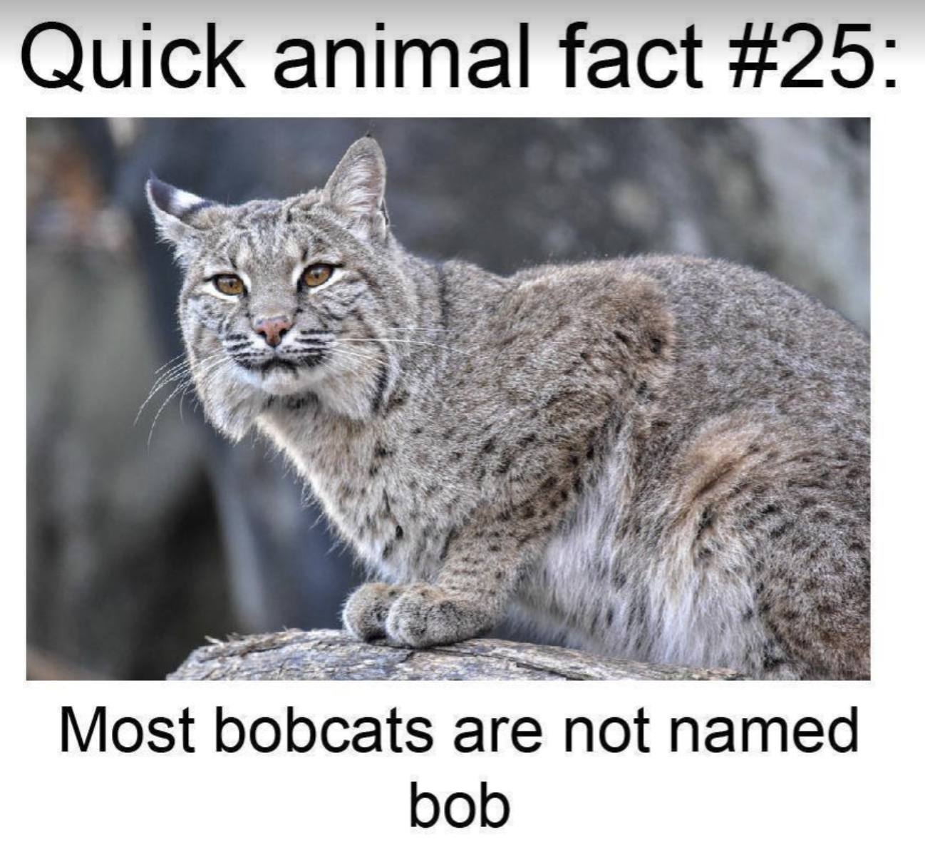 Chaotic Meh meme titled “Most Bobcats Not Named Bob.”