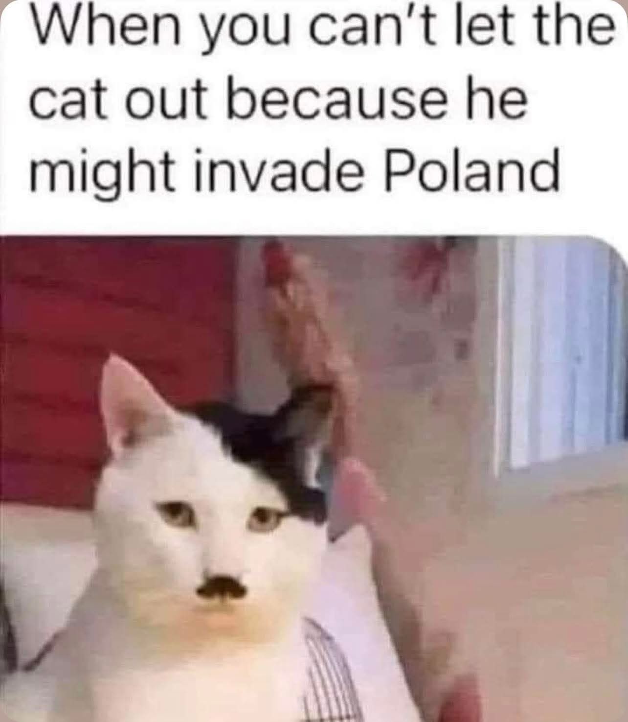 Chaotic Meh meme titled “Cat Might Invade Poland.”