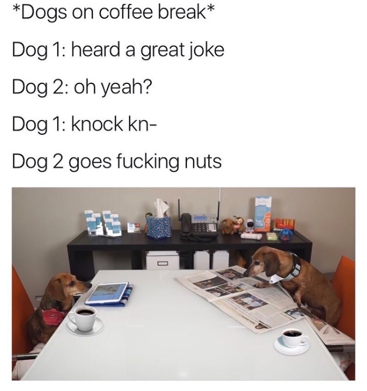 Chaotic Meh meme titled “Dogs On Coffee Break Knock Knock.”