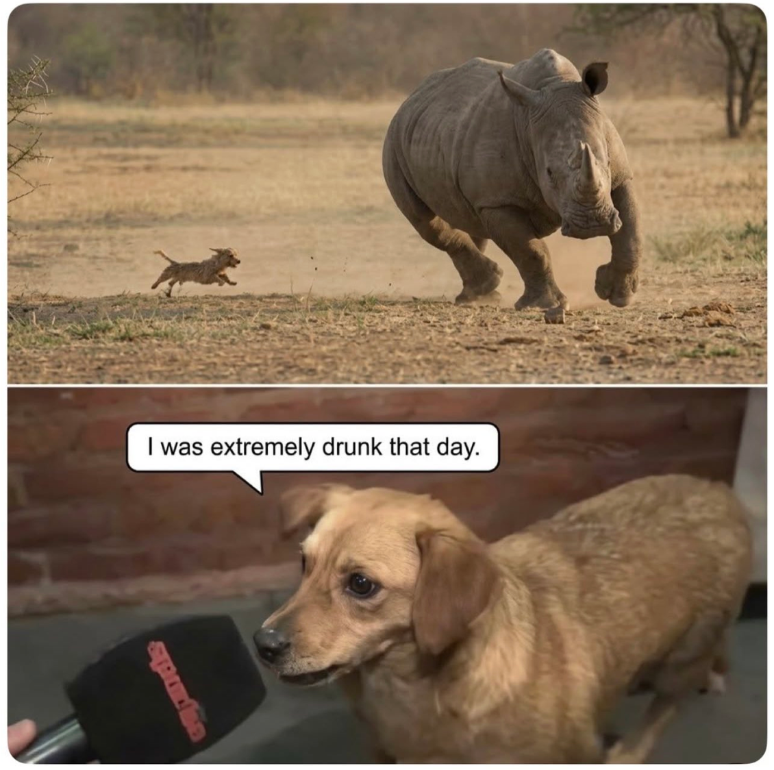 dog-chasing-a-rhino