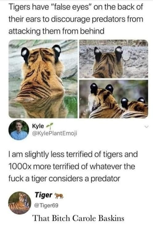 tigers-false-eyes