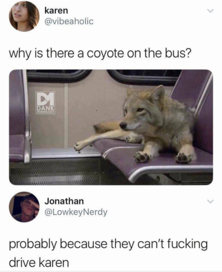 why-is-there-a-coyote-on-the-bus